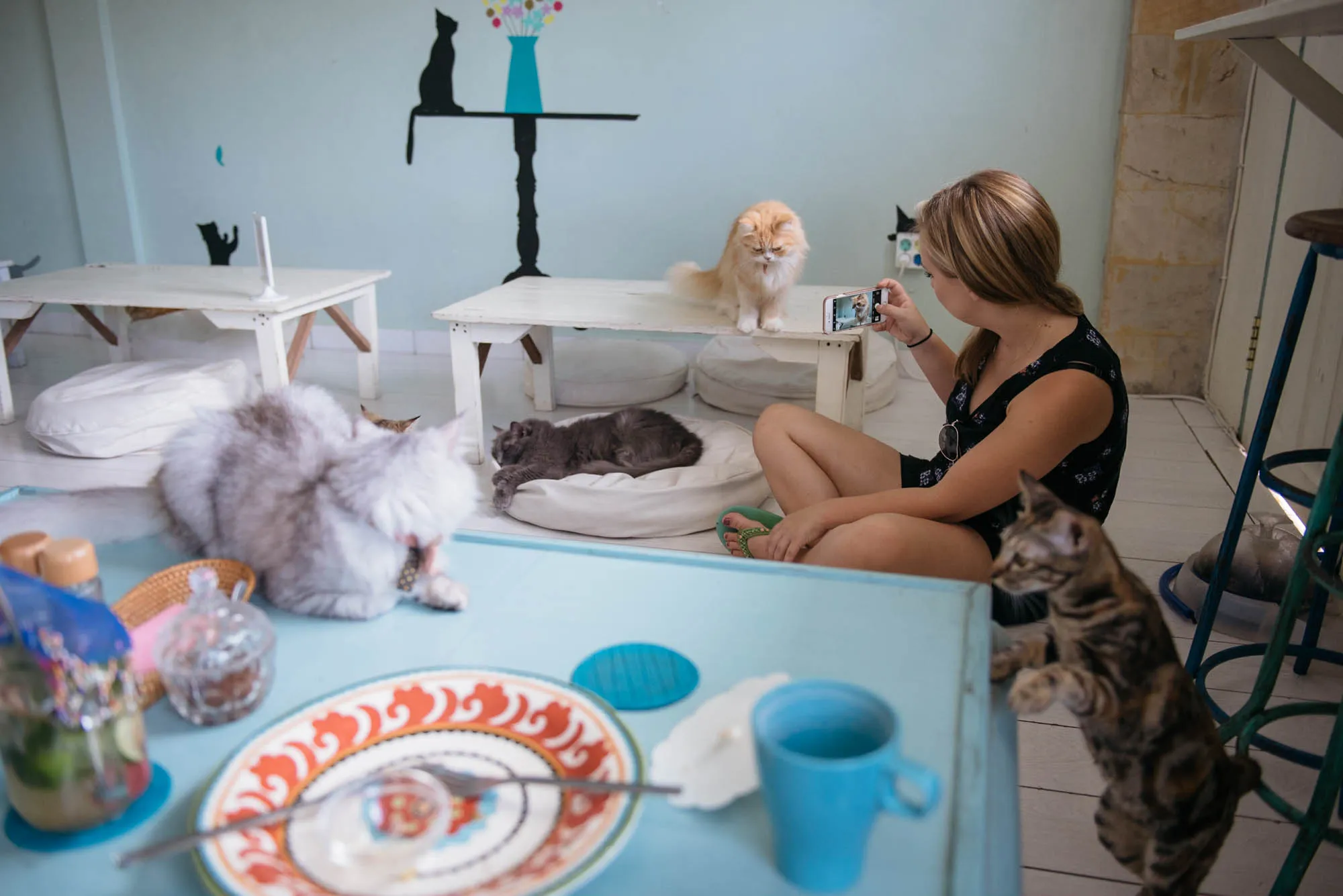 Bali, Indonesia - Cat Cafe, Medicine Man, and Luwak Coffee