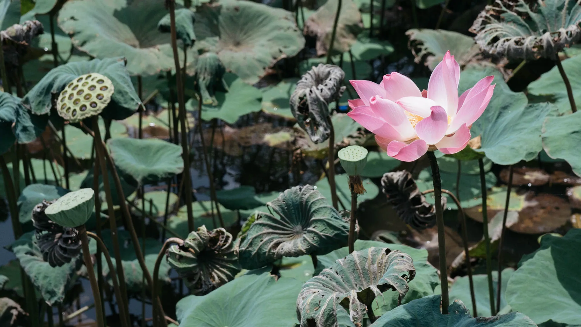 Bali, Indonesia - Ubud