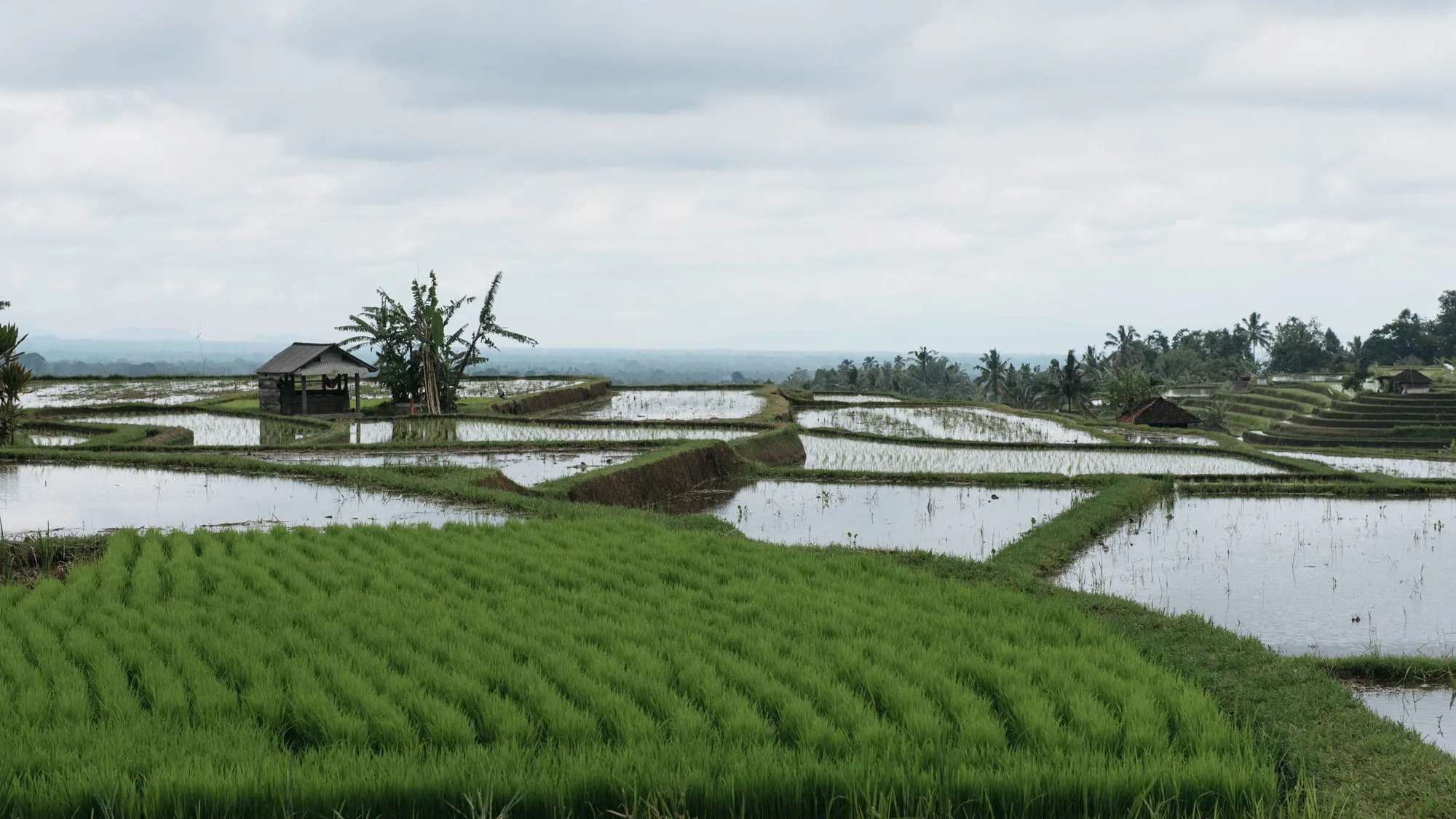 Bali, Indonesia - Mt. Batur, Temples, and Rice Terraces
