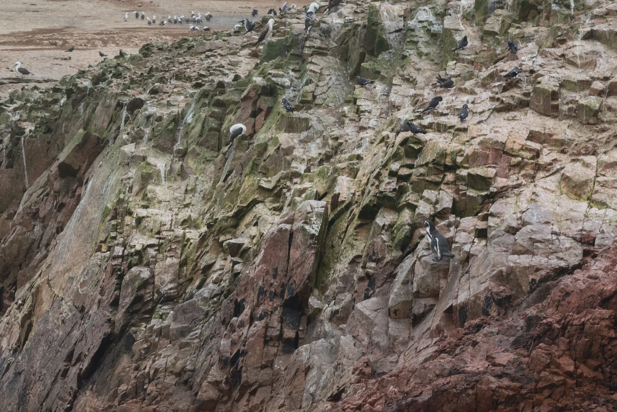 Paracas and Ballestas Islands, Peru