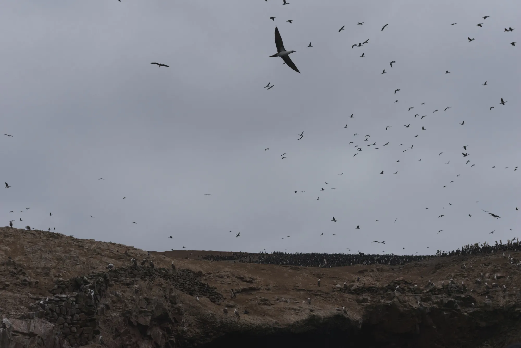 Paracas and Ballestas Islands, Peru