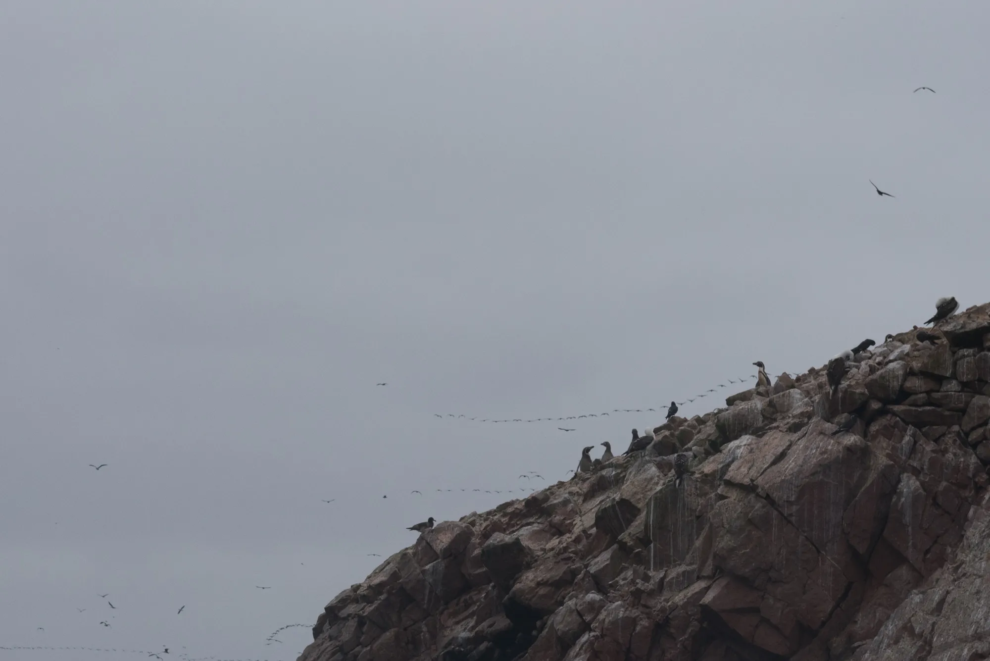 Paracas and Ballestas Islands, Peru