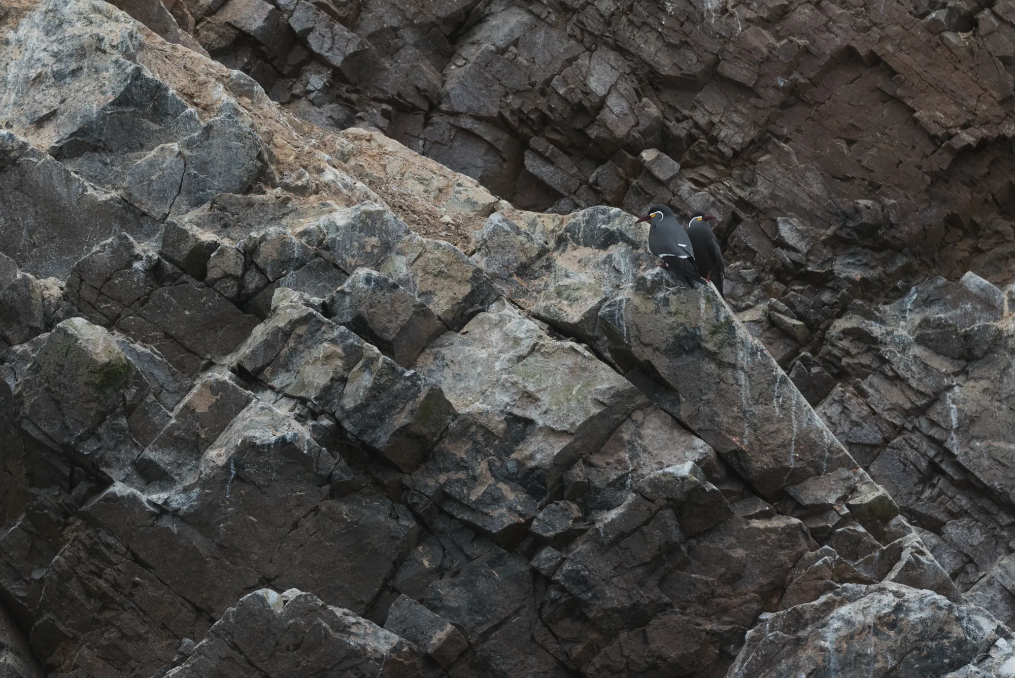 Paracas and Ballestas Islands, Peru