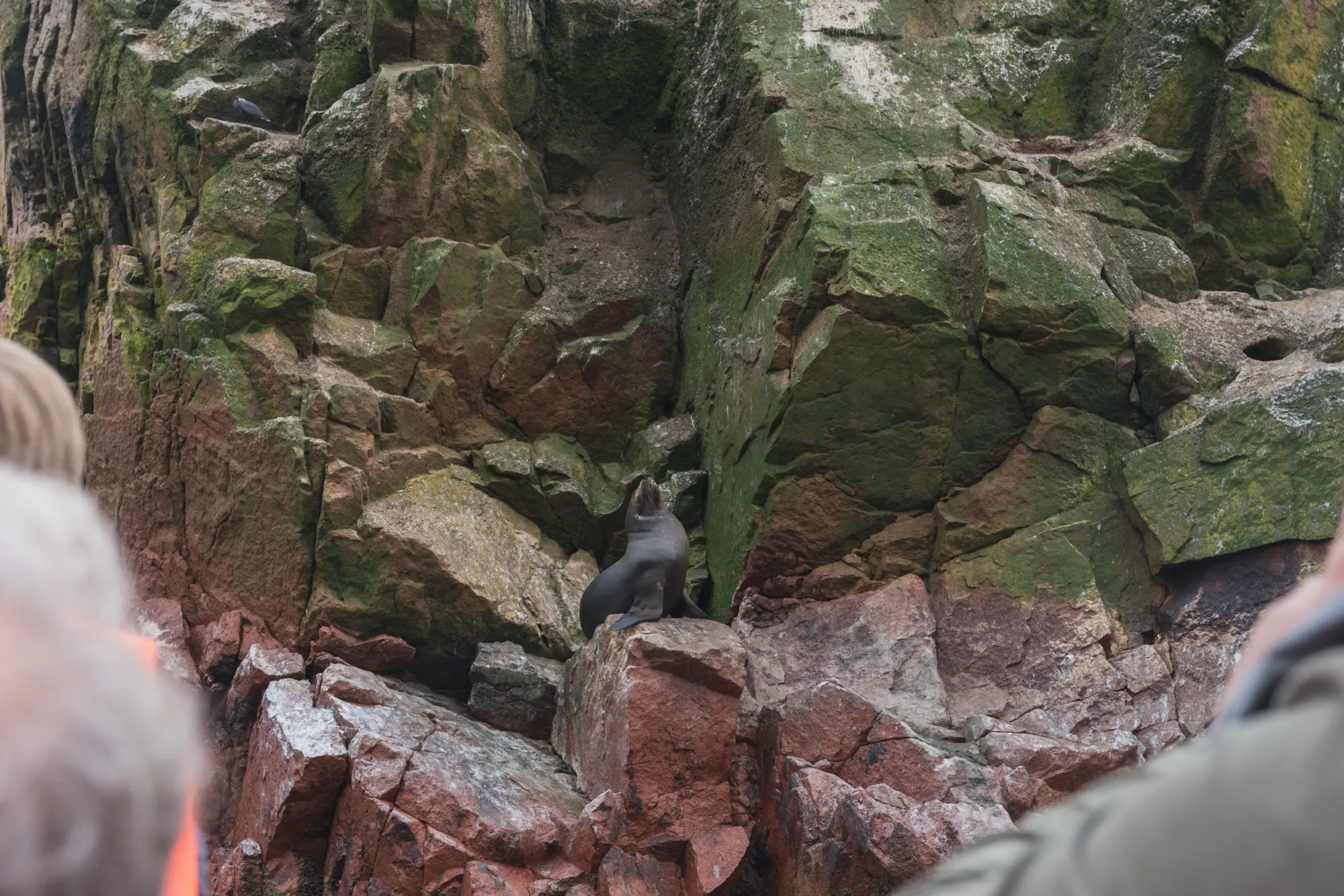 Paracas and Ballestas Islands, Peru