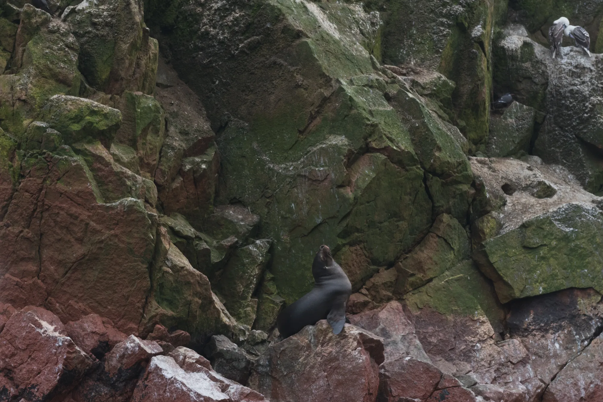 Paracas and Ballestas Islands, Peru