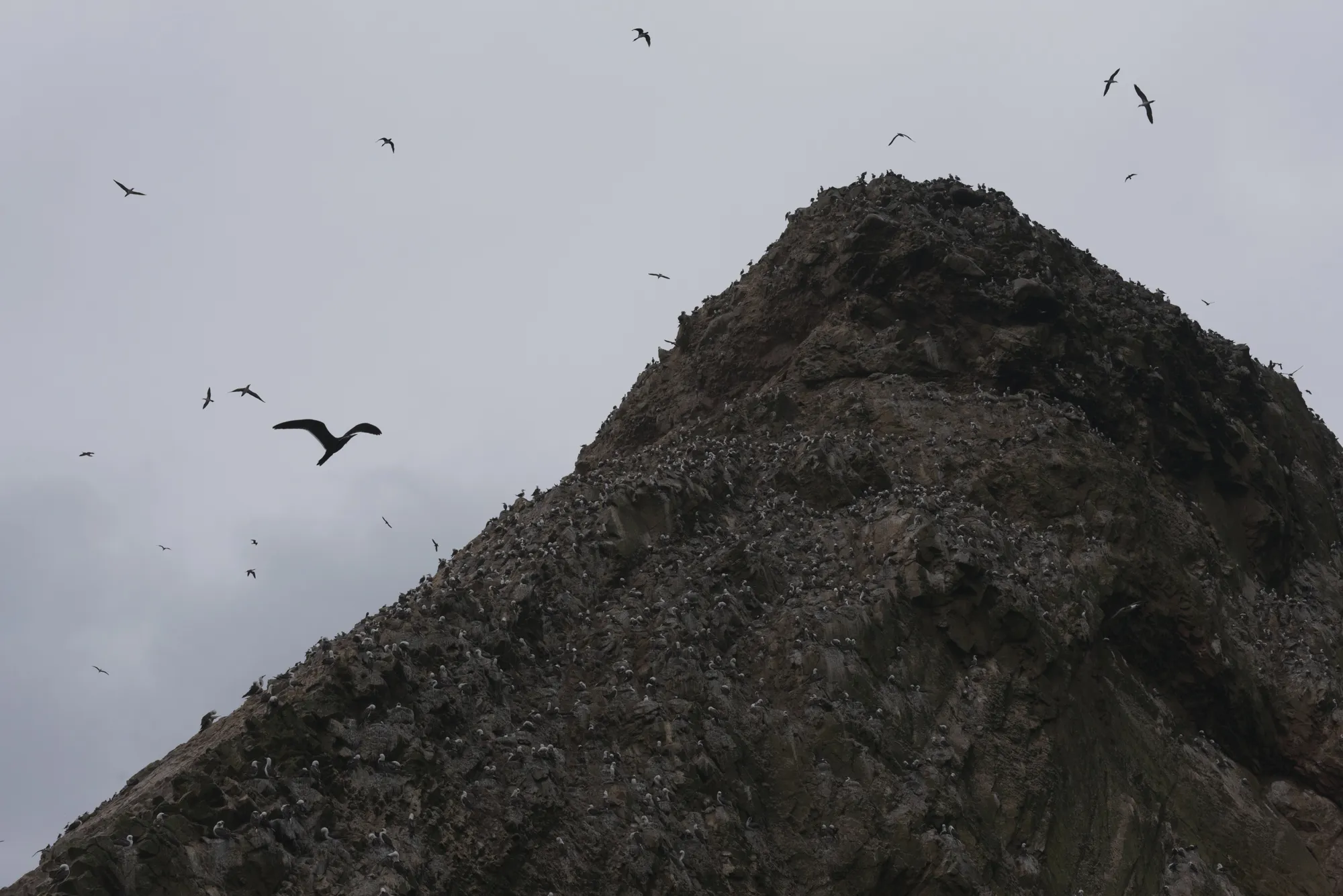 Paracas and Ballestas Islands, Peru
