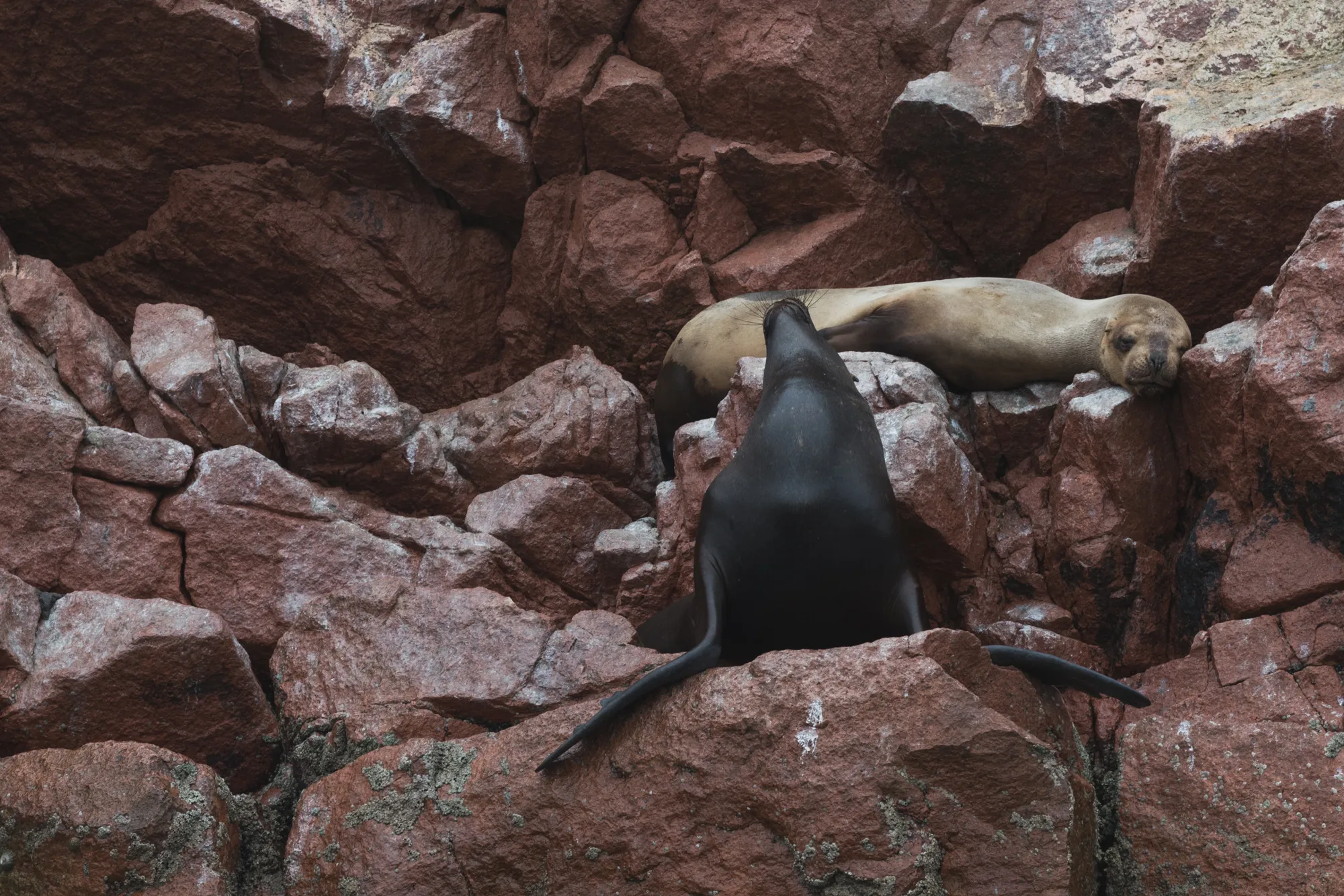 Paracas and Ballestas Islands, Peru